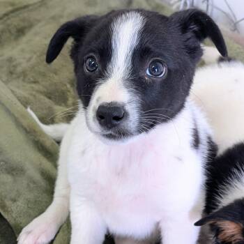 Cozy -  Australian Cattle Dog Blue Heeler and Border Collie Dog Available for Adoption in St. George, Utah - Cozy | PetCurious
