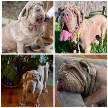 Neapolitan Mastiff Dogs Available for Adoption in Zionsville, Indiana - Lylah | PetCurious