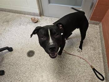 SPARKY -  Pit Bull Terrier Dog for Adoption in Colorado Springs, Colorado - SPARKY | PetCurious