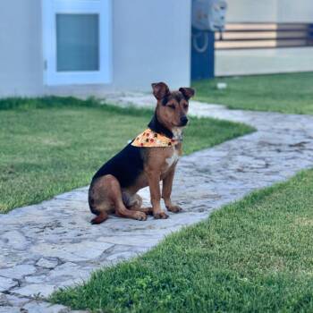 Rescue Terrier and Dachshund Dogs for Adoption in Humacao, Humacao - Lucas | PetCurious
