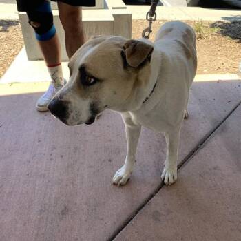 MURRAY -  Foxhound and Mixed Breed Dog for Adoption in San Jose, California - MURRAY | PetCurious