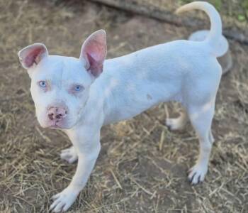 Rescue American Staffordshire Terrier Dogs for Adoption - Chiclet | PetCurious