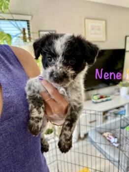 Rescue Terrier and Mixed Breed Dogs for Adoption in Fort Worth, Texas - Nene | PetCurious
