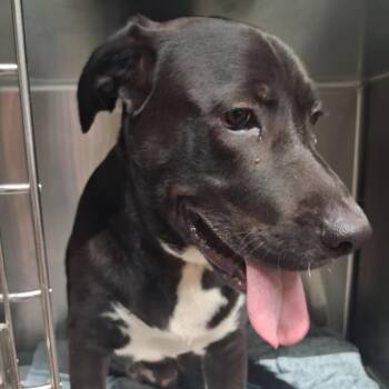 Toby -  Mixed Breed Dog for Adoption in Pauls Valley, Oklahoma - Toby | PetCurious