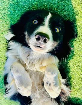 Rescue Border Collie Dogs for Adoption in Pumpkin Center, California - Rip | PetCurious