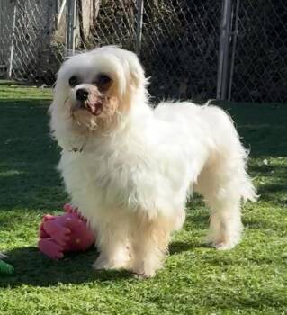 Maltese Dogs Available for Adoption - Flurry | PetCurious