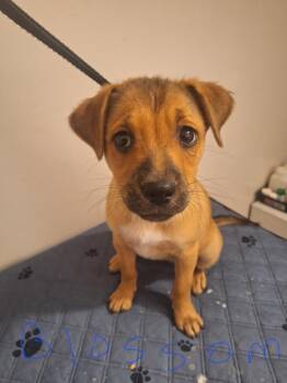 Blossom -  Brittany Spaniel Dog for Adoption in Melbourne, Arkansas - Blossom | PetCurious