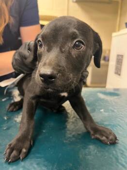 Zues -  American Bulldog Dog for Adoption in Mobile, Alabama - Zues | PetCurious