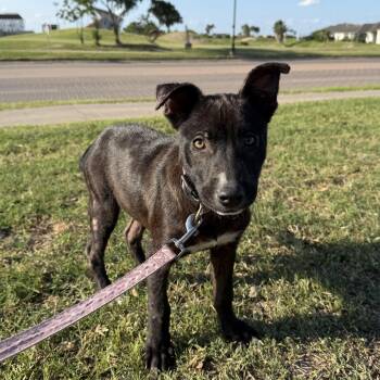Labrador Retriever and Dutch Shepherd Dogs Available for Adoption in Harlingen, Texas - Maisie | PetCurious