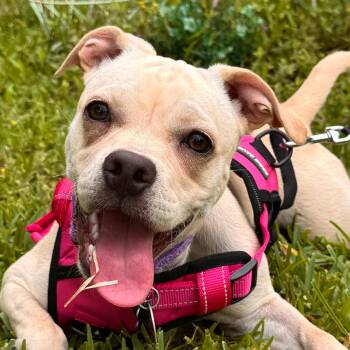 Pug Dogs Available for Adoption in Houston, Texas - Mari | PetCurious