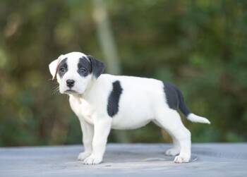 Dolly -  American Bulldog and Bulldog Dog for Adoption in Lucedale, Mississippi - Dolly | PetCurious