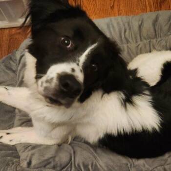 Waylon -  Border Collie and Boykin Spaniel Dog for Adoption in Sanford, North Carolina - Waylon | PetCurious