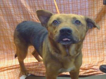 Rescue German Shepherd Dog and Rottweiler Dogs for Adoption in Sacramento, California - EDWIN | PetCurious