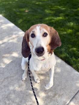 Alexander -  Foxhound Dog for Adoption in Fruit Heights, Utah - Alexander | PetCurious
