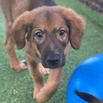Kapic aka Juice 8417 -  Mixed Breed Dog for Adoption in Loxahatchee Groves, Florida - Kapic Aka Juice 8417 | PetCurious