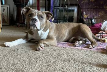 Rescue Pit Bull Terrier Dogs for Adoption in Kansas City, Missouri - Lil Boy | PetCurious