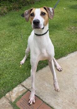 Pointer and Mixed Breed Dogs Available for Adoption in Honolulu, Hawaii - Videl | PetCurious