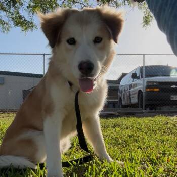 Iris -  Australian Shepherd Dog for Adoption in Lake Jackson, Texas - Iris | PetCurious