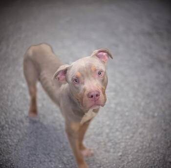Doberman Pinscher and Pit Bull Terrier Dogs Available for Adoption in Petersburg, Virginia - Phantom | PetCurious