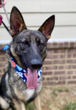 German Shepherd Dog Dogs Available for Adoption in Dickson, Tennessee - Spencer | PetCurious