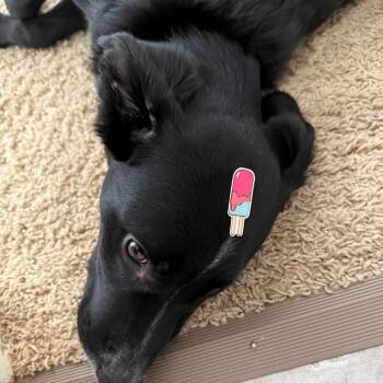 Rocky -  Mixed Breed Dog for Adoption in Lynchburg, Virginia - Rocky | PetCurious