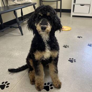 JUBILEE -  Poodle Dog for Adoption in La Grange, Kentucky - JUBILEE | PetCurious