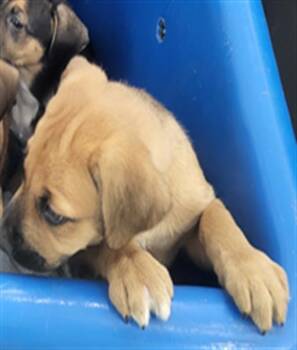 COFFEE -  Mixed Breed Dog for Adoption in Dallas, Texas - COFFEE | PetCurious