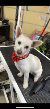 Wirehaired Terrier and Chihuahua Dogs Available for Adoption - Lola | PetCurious