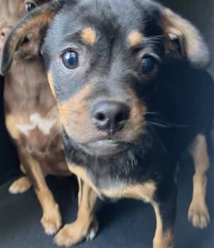 Chihuahua and Mixed Breed Dogs Available for Adoption in Long Beach, California - SNICKERS | PetCurious