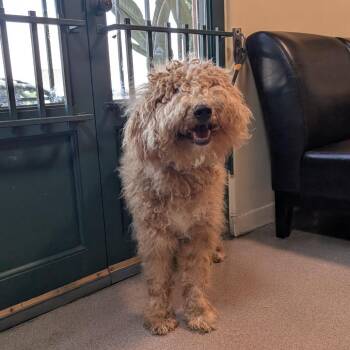 Puddin -  Standard Poodle Dog for Adoption in Pasadena, California - Puddin | PetCurious