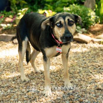 Shepherd Dogs Available for Adoption in Wake Forest, North Carolina - Hermonie | PetCurious