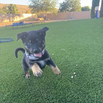 Odie -  Australian Cattle Dog Blue Heeler and Australian Kelpie Dog for Adoption in St. George, Utah - Odie | PetCurious