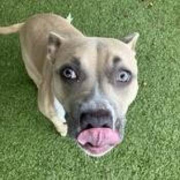 Sophie -  Pit Bull Terrier Dog for Adoption in Hilliard, Ohio - Sophie | PetCurious