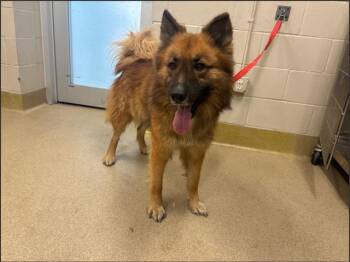 Chow Chow and German Shepherd Dog Dogs Available for Adoption - MILO | PetCurious