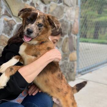 Australian Shepherd and Catahoula Leopard Dog Dogs Available for Adoption in Sparta, New Jersey - Colby | PetCurious
