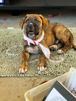 Mixed Breed Dogs Available for Adoption in Mesa, Arizona - Ringo | PetCurious