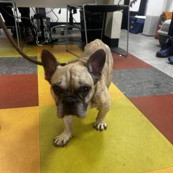 Squash -  French Bulldog Dog for Adoption in Philadelphia, Pennsylvania - Squash | PetCurious