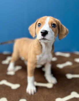 Rescue Mixed Breed Dogs for Adoption in Ellijay, Georgia - Tootsie | PetCurious