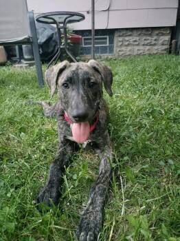 Tobie -  Labrador Retriever Dog for Adoption - Tobie | PetCurious