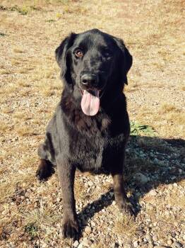 Rescue Black Labrador Retriever Dogs for Adoption in Peace River, Alberta - Duke | PetCurious