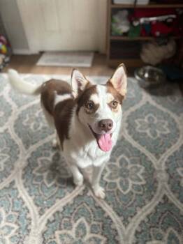 Mojo -  Husky Dog for Adoption in San Leon, Texas - Mojo | PetCurious
