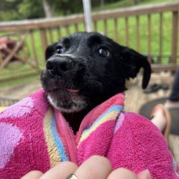 Buzz -  Collie and Mixed Breed Dog for Adoption in Christiansburg, Virginia - Buzz | PetCurious