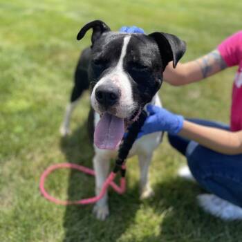 Bull -  Pit Bull Terrier and Mixed Breed Dog for Adoption in Champaign, Illinois - Bull | PetCurious