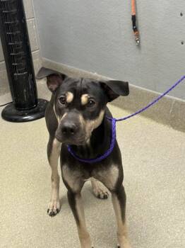 Rescue Labrador Retriever and German Shepherd Dog Dogs for Adoption in Las Vegas, Nevada - SAMMY | PetCurious