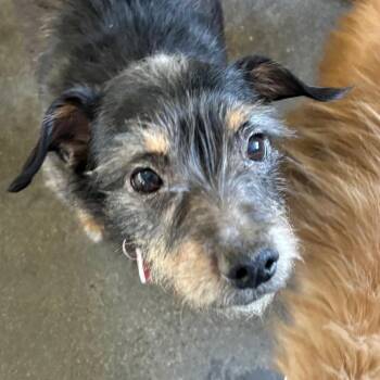 Terrier Dogs Available for Adoption - Axel | PetCurious