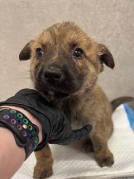 German Shepherd Dog and Mixed Breed Dogs Available for Adoption - ZAC | PetCurious