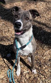 Mountain Cur and Plott Hound Dogs Available for Adoption in Rustburg, Virginia - Sophia: Not At The Shelter (Alan) | PetCurious