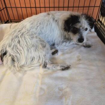 Buzz -  Mixed Breed Dog Available for Adoption in Bentonville, Arkansas - Buzz | PetCurious