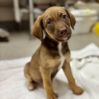 Echo -  English Springer Spaniel and Labrador Retriever Dog Available for Adoption in Fullerton, Pennsylvania - Echo | PetCurious