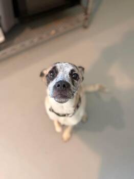 Jasper -  Rat Terrier and Mixed Breed Dog for Adoption in Ashland, Wisconsin - Jasper | PetCurious